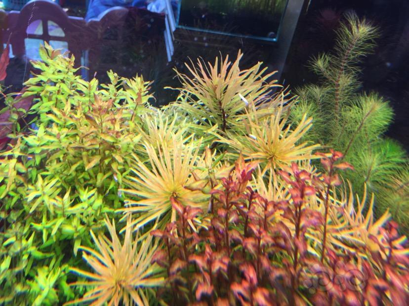 出售福利速出水草一份丝太古巴叶底红