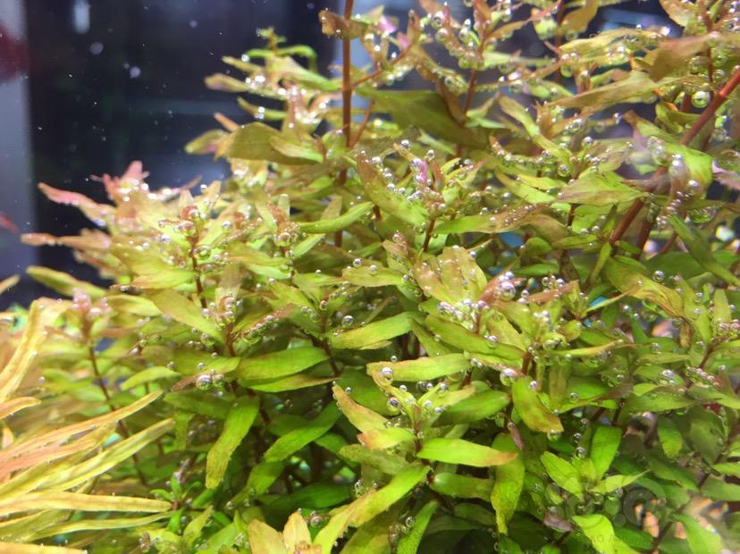 出售福利速出水草一份丝太古巴叶底红