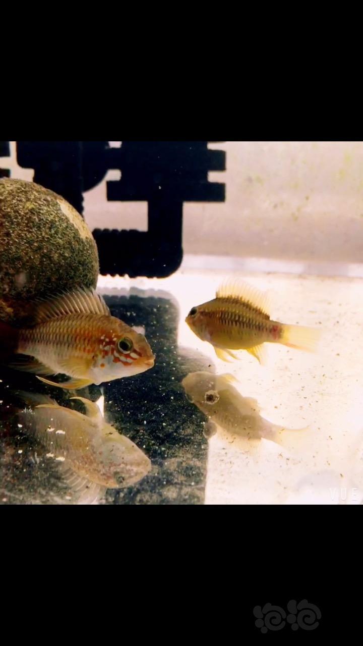 短鲷 阿卡西白子终于繁殖了 维吉塔就差你了 泡泡水族