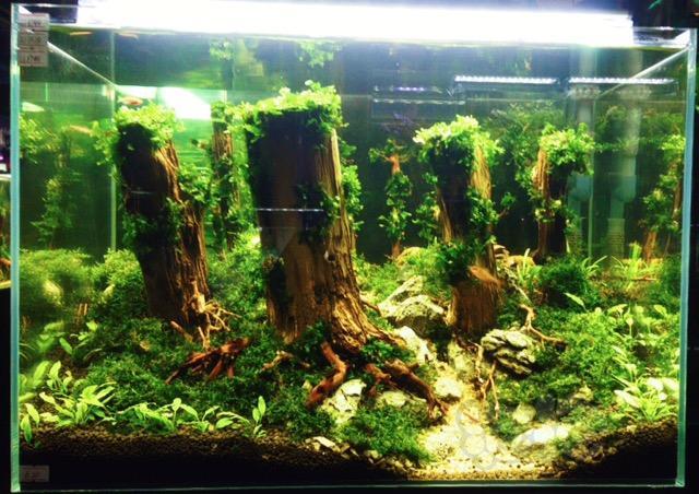 迷你花园的森林情节