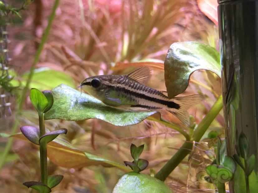 【鼠鱼】精灵鼠是不是怀孕了!