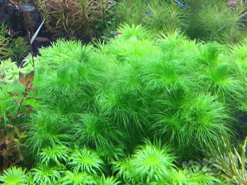 出售福利速出水草一份丝太古巴叶底红