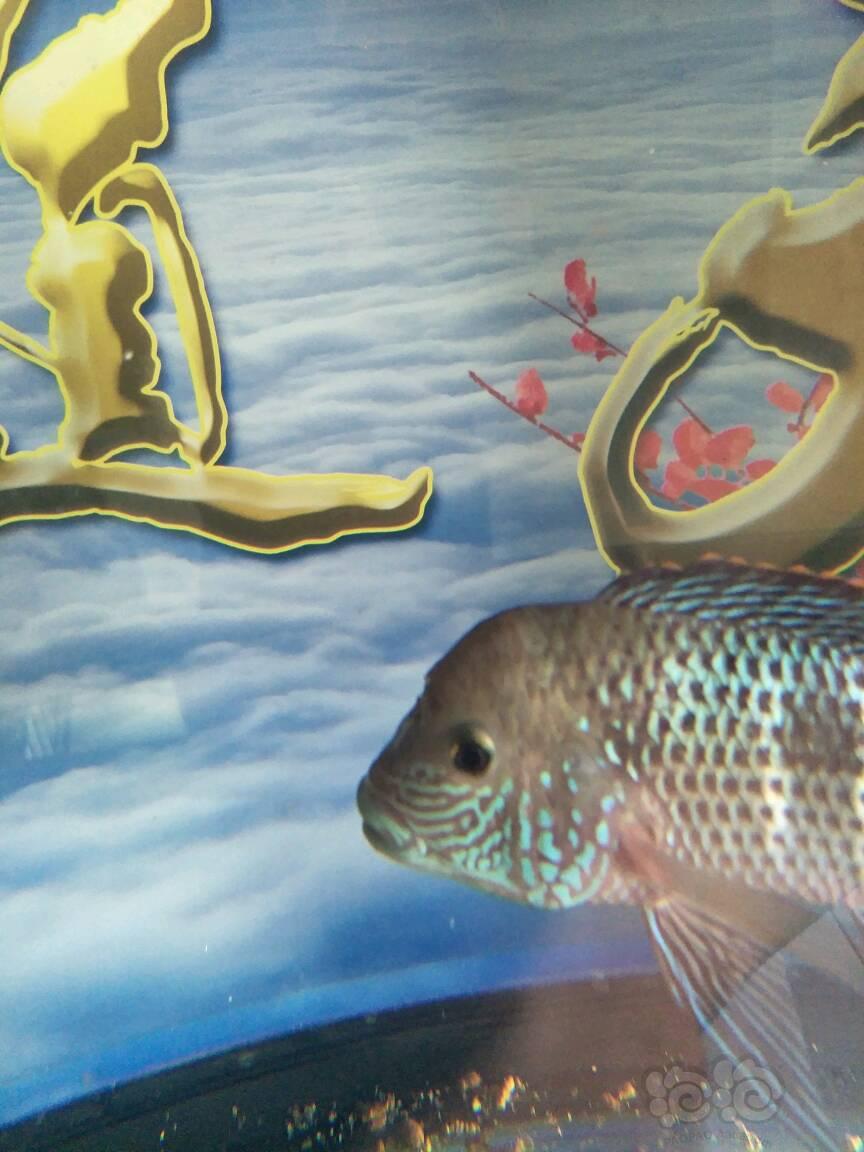 红尾皇冠鱼起头的征兆图片