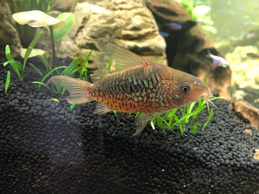 求购求购帝王二线鼠北京自提当面交易