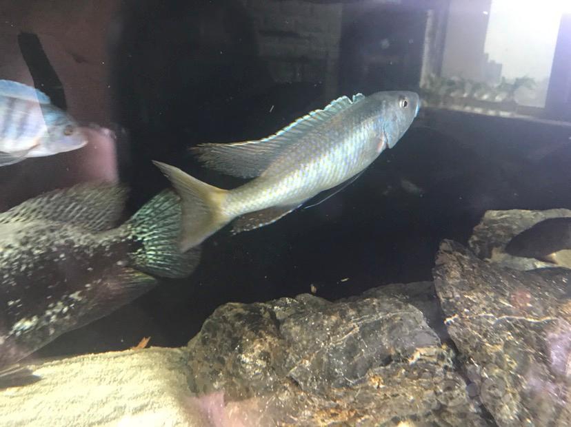 【三湖慈鲷】酷斯拉 背鳍就是这样的么?