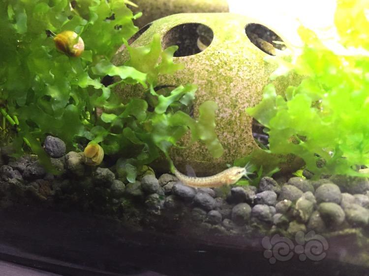 【虾虎】这苗子是虾虎苗嘛.