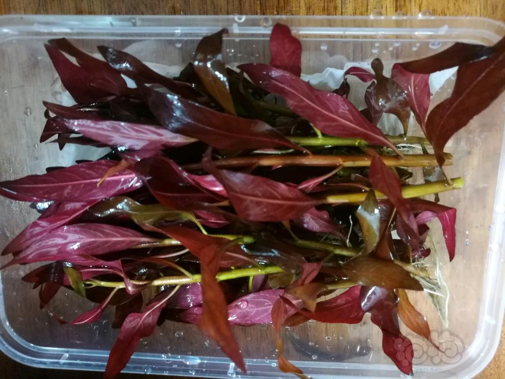 【出售】出大红叶，少量泰国水剑，北美丁香  AC滤材-图2