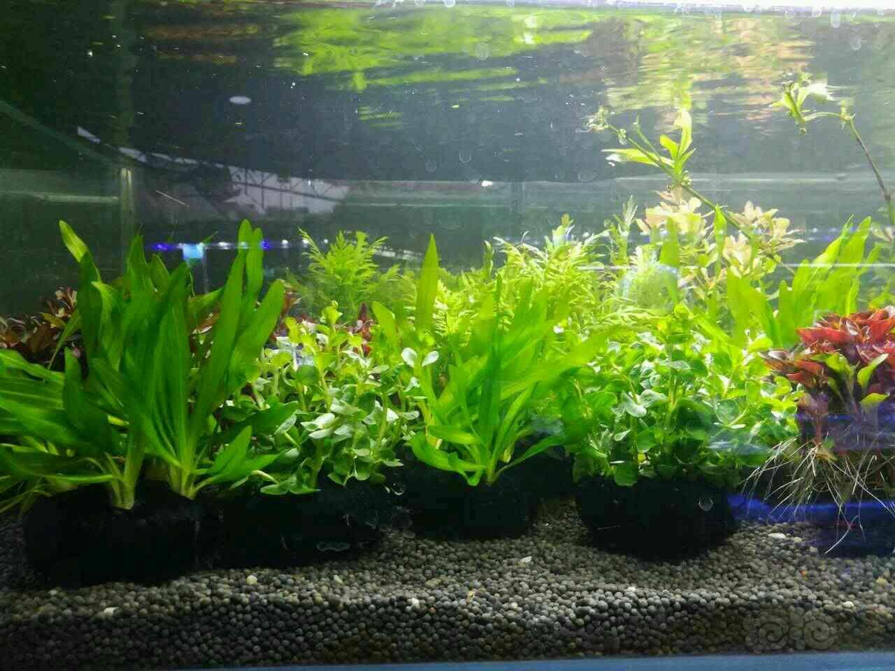 满48包邮,全国报损,买就送后景水草