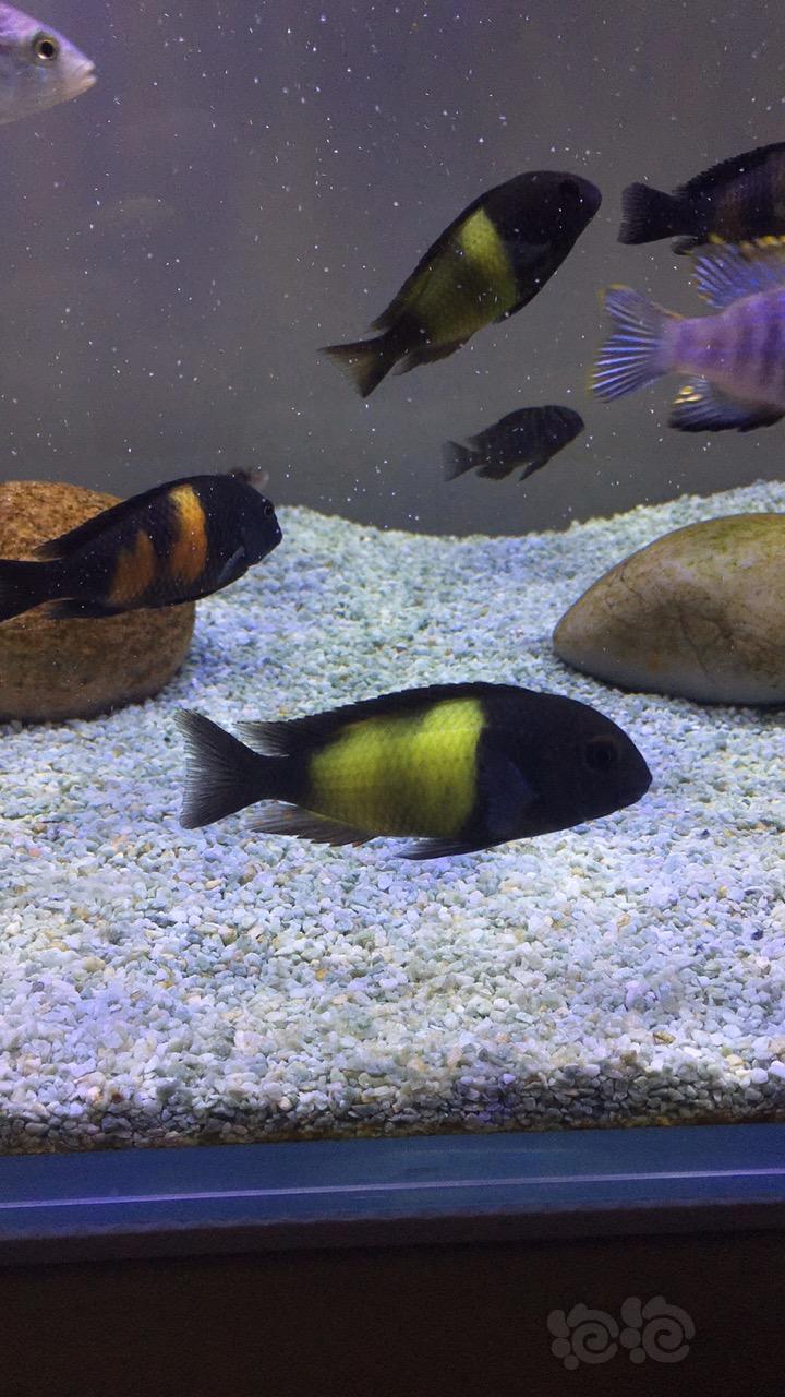 三湖慈鲷蝴蝶好难养啊