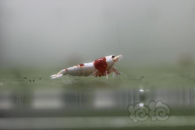 【虾】2017-8-31#RMB拍卖红白水晶虾5只-02-图3