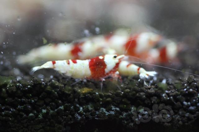 【虾】2017-8-31#RMB拍卖红白水晶虾5只-01-图1