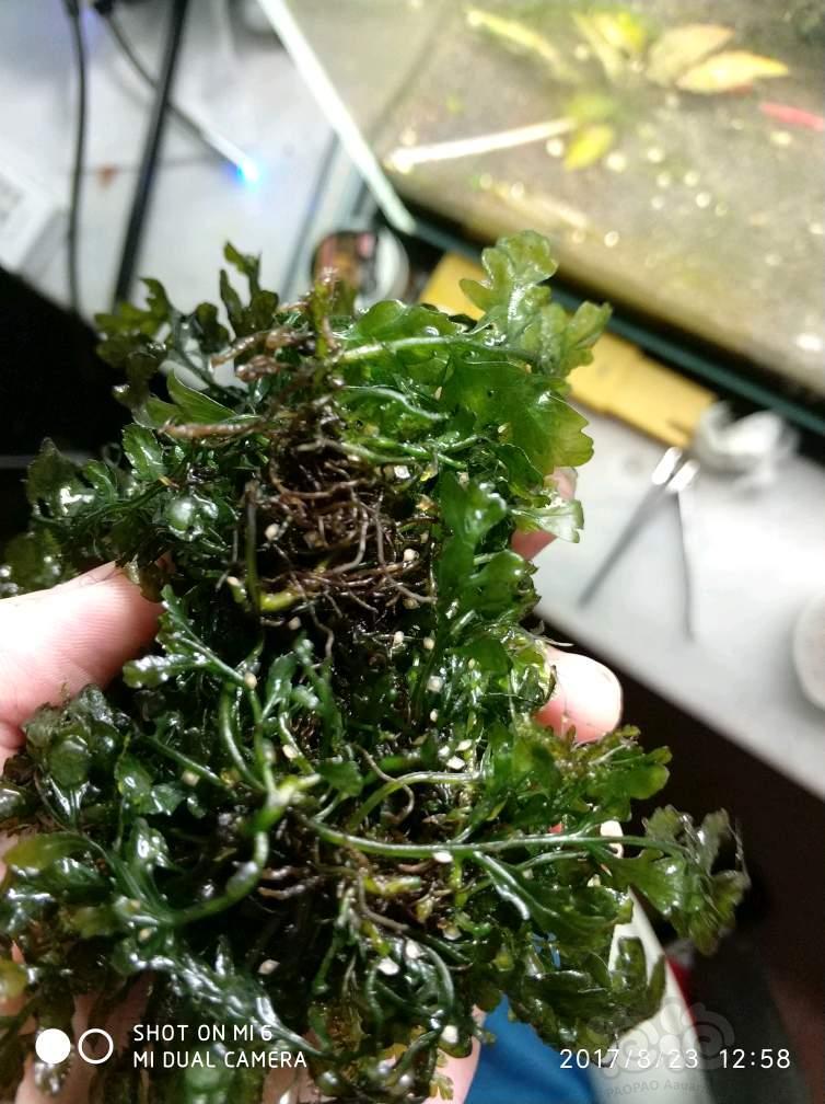 这是杀手螺的卵吗