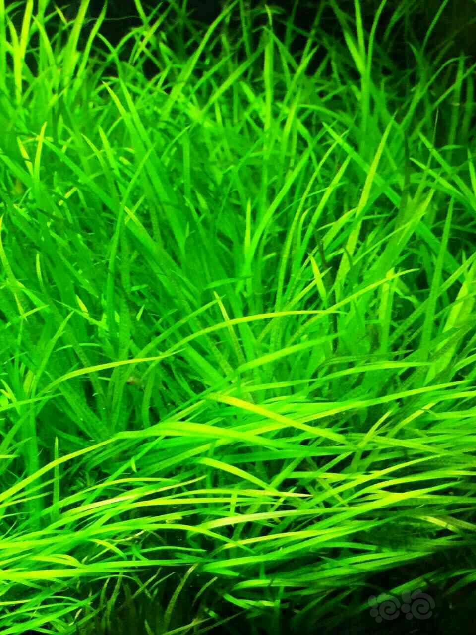 含包装. 全国包损以上水草无螺无藻.