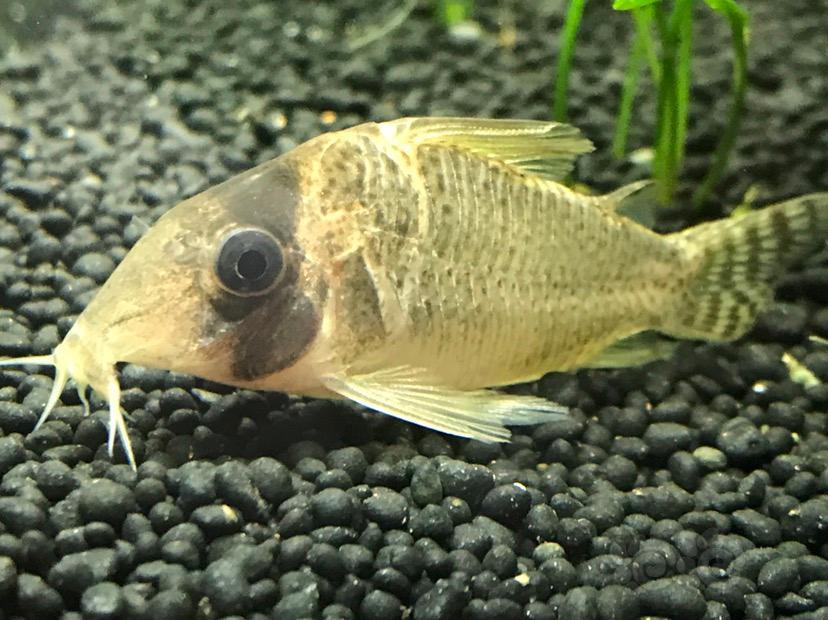 求购求购帝王二线鼠北京自提当面交易