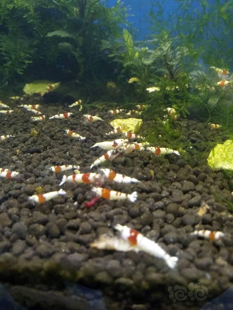 【出售】减密度出20只纯血红白水晶虾！-图2
