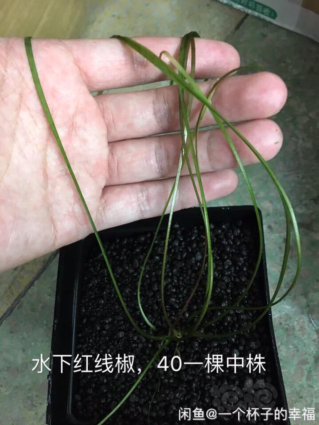 【出售】细叶铁散叶，雅拉椒草-图5