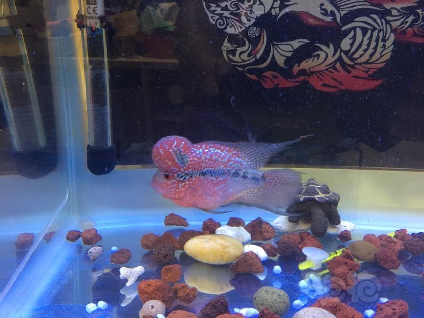 【罗汉鱼】又过了17天,茁壮成长!