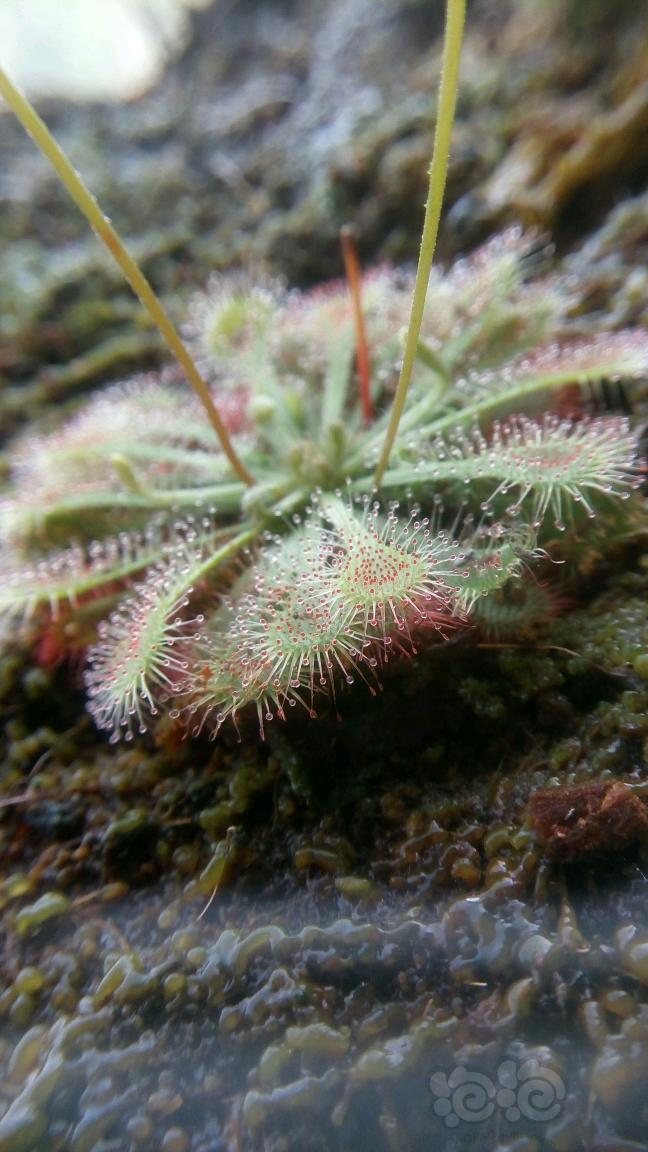 茅膏菜~这货好养吗?