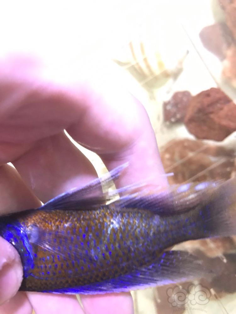 【三湖慈鲷】谁知道我的血艳红怎么了