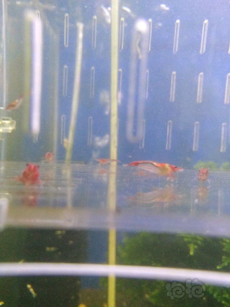 【出售】红琉璃米虾，减密度出！-图2