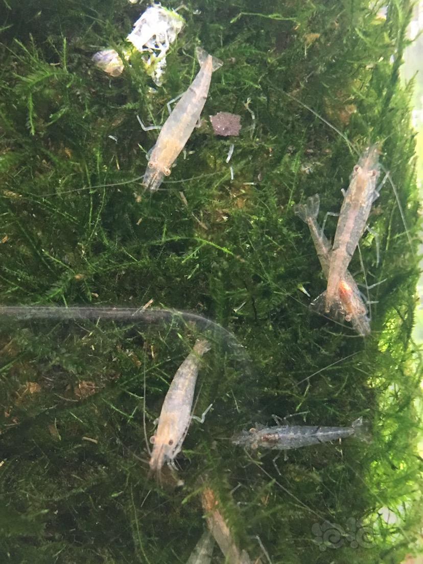 请问这是黑壳还是大眼贼