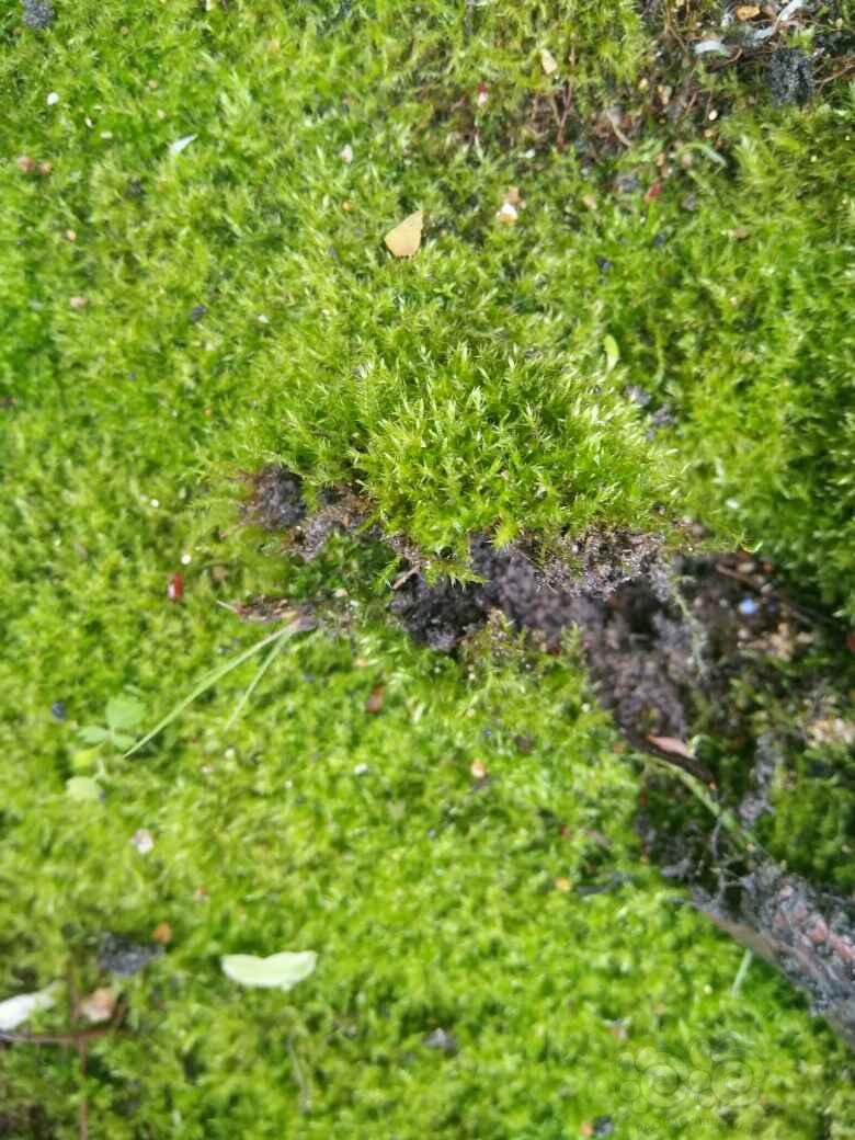 大家帮忙看看，这是什么苔藓，看着像莫斯-图2