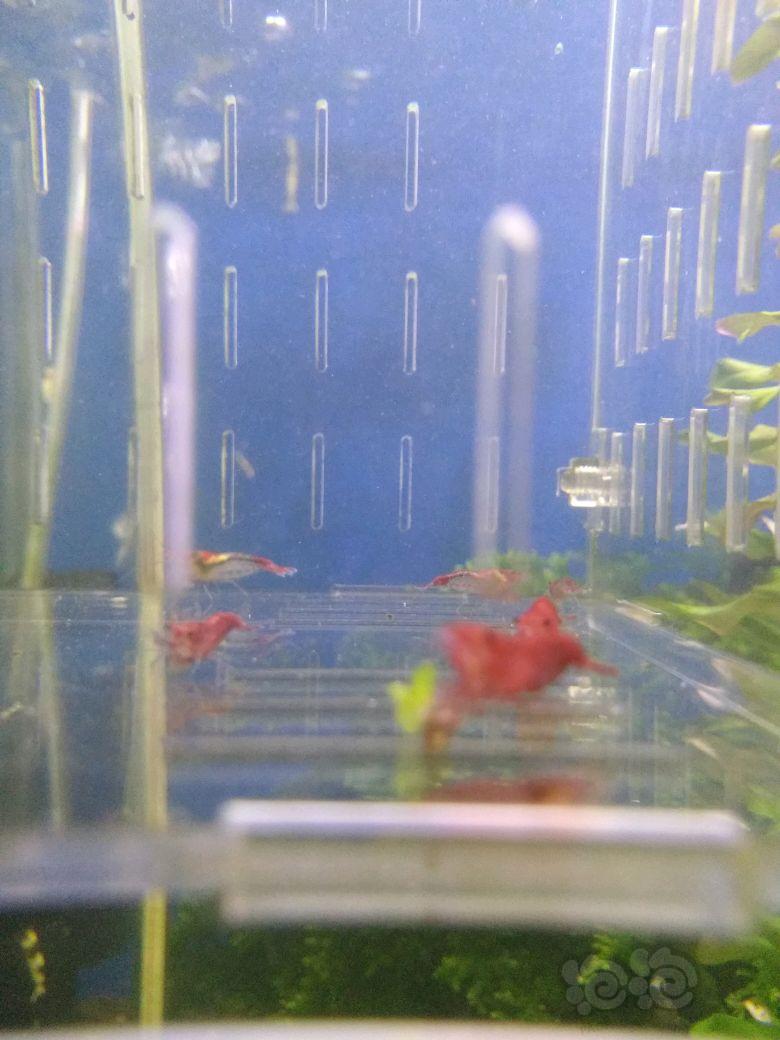 【出售】红琉璃米虾，减密度出！-图1