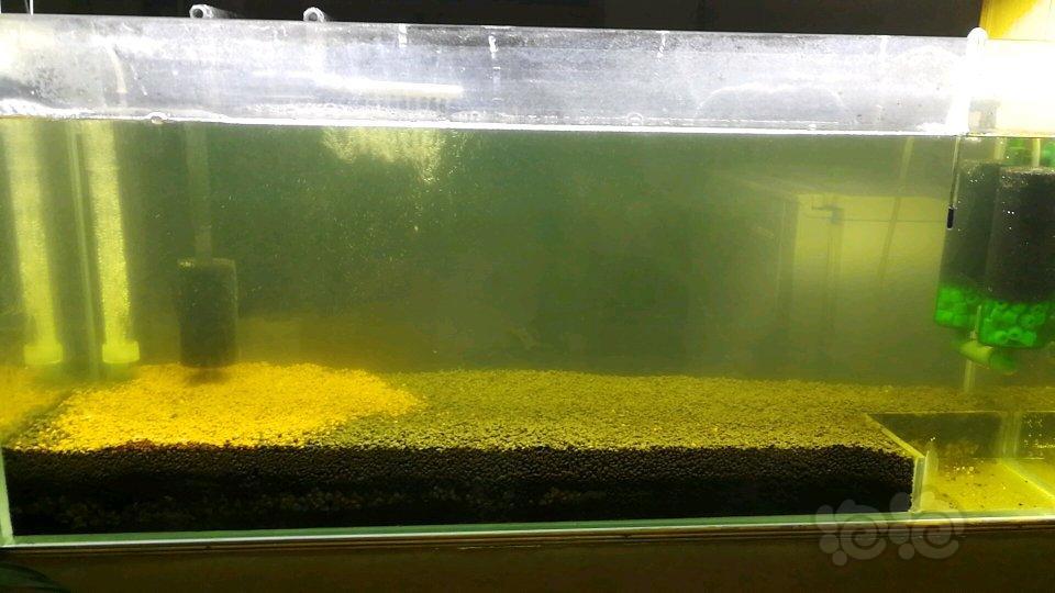 新弄个底滤板的试试