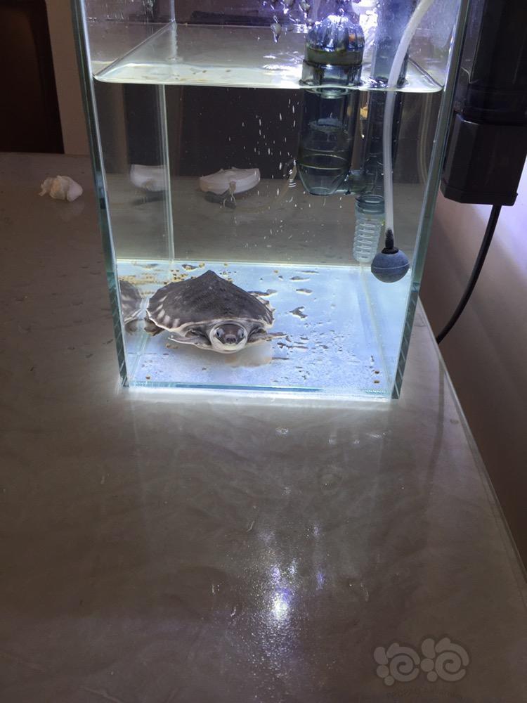 出售出猪鼻龟和鱼缸全套