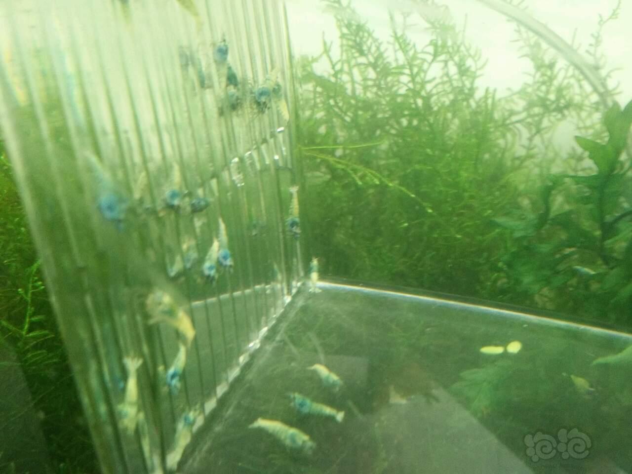 【虾】2017-08-15＃RMB拍卖黑洞头出的蓝面50只-图4