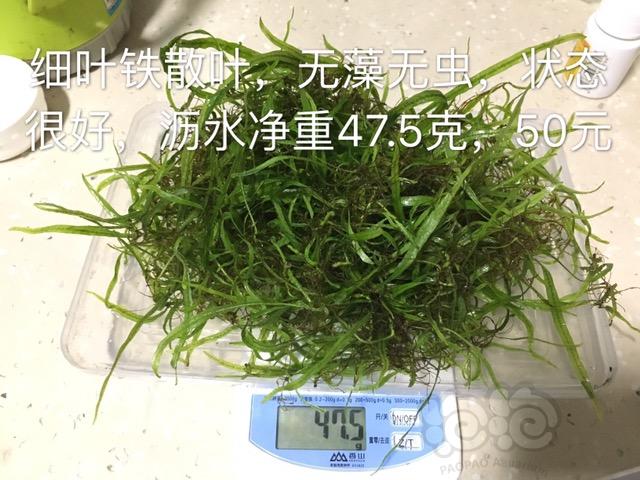 【出售】细叶铁散叶，雅拉椒草-图1