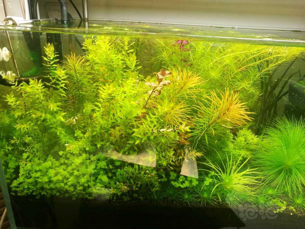 出售水草爆缸古精爆缸来来来