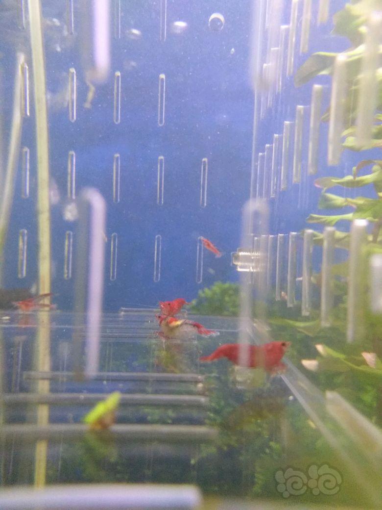 【出售】红琉璃米虾，减密度出！-图3