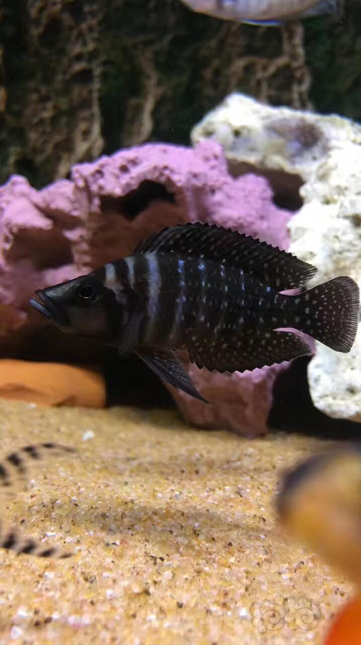 【三湖慈鲷】三湖黑喷虎鱼