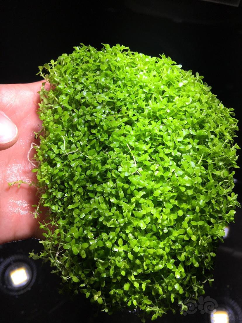 出售山东出售爬地珍珠叉柱松茸莫斯绿宫廷紫红丁香粉虎耳西瓜对叶