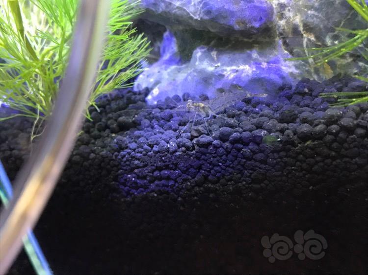 求大神看看,是不是大眼贼