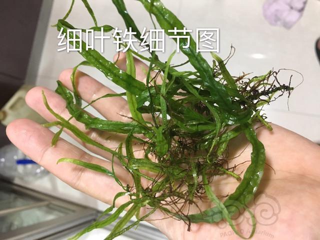 【出售】细叶铁散叶，雅拉椒草-图2