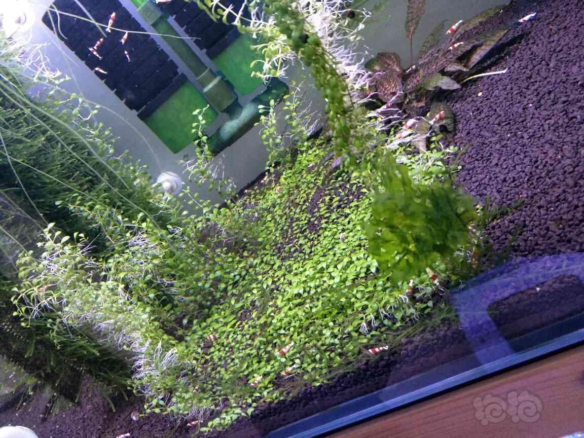 出售出售趴地矮珍珠大三角莫斯