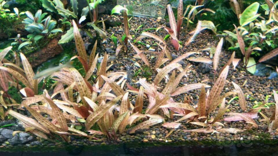 【出售】珊瑚莫斯散叶，虎斑睡莲，北美-图6