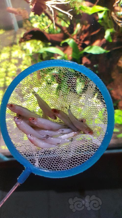 【灯科鱼】30条已经死一大半了