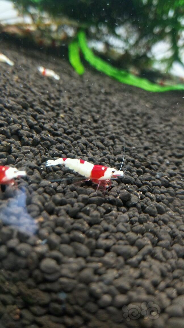 【虾】2017-9-20#RMB拍卖纯血红白水晶虾-图3