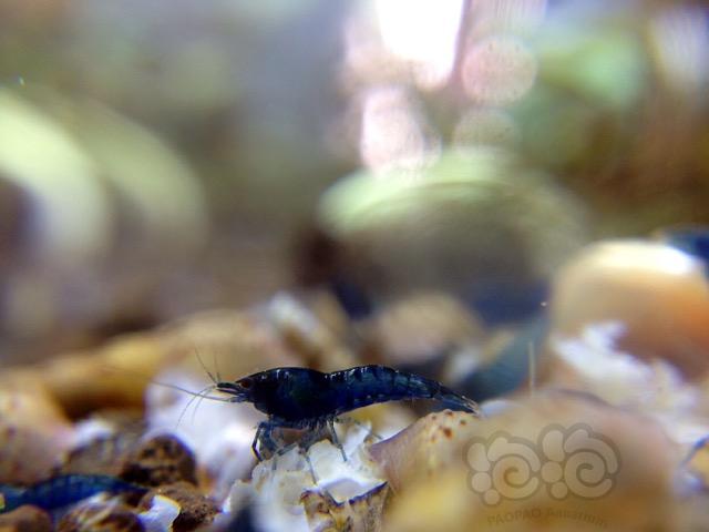 蓝宝石小虾😊-图3