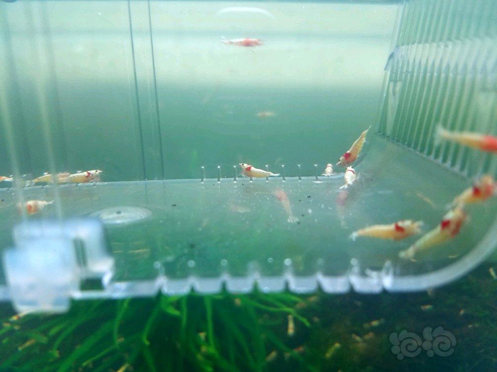 【虾】2017-09-10#RMB拍卖厚白 白区花头20只-图1