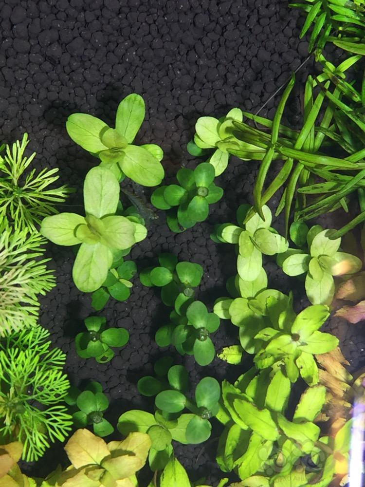 这印度小圆叶怎么养成大圆叶了