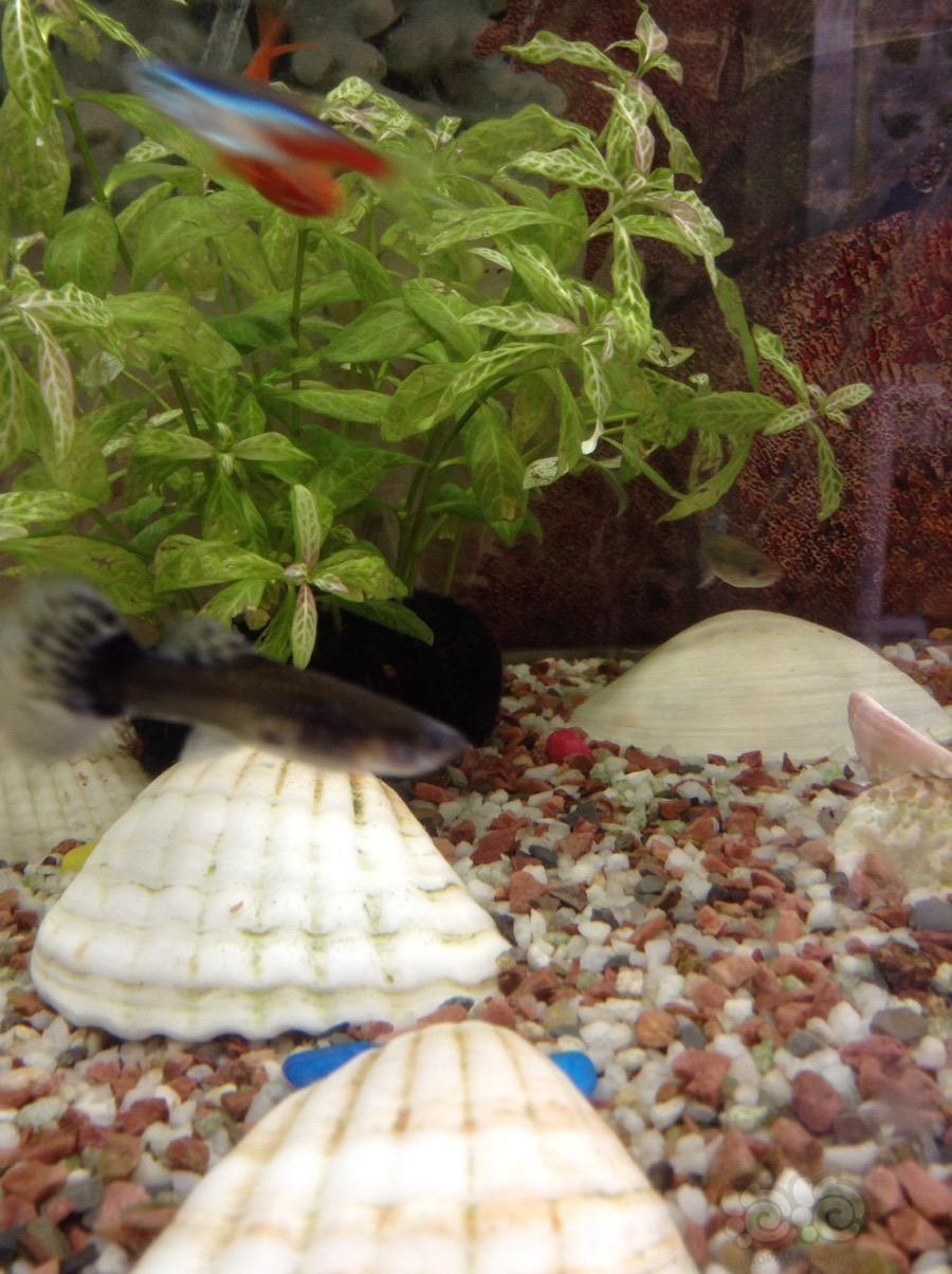 【孔雀鱼】帮我看看,这是什么病