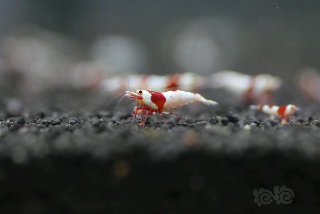 【虾】2017-9-11#RMB拍卖红白水晶虾5只-图1