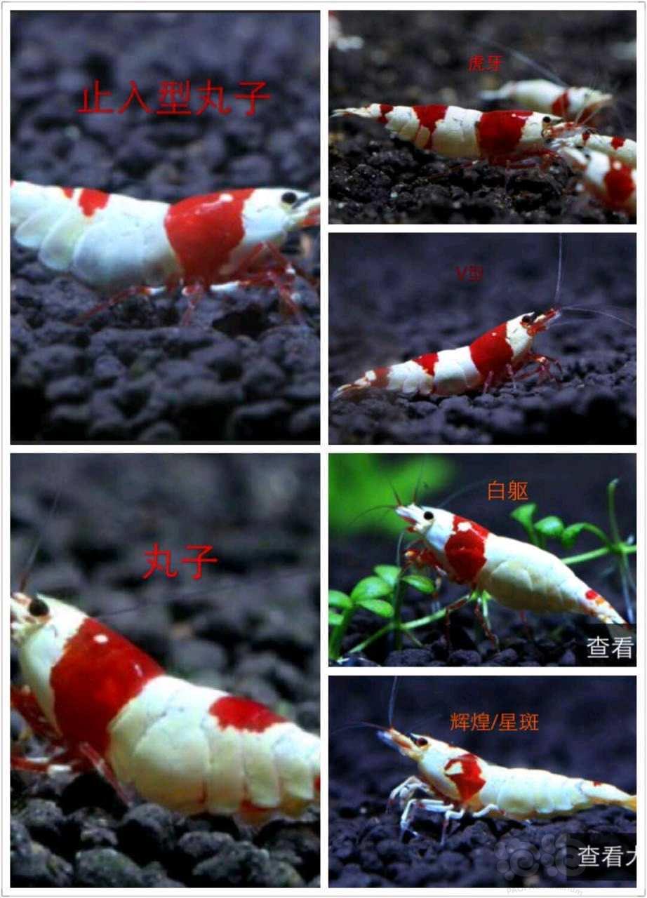 【求购】收红白纯血母虾100只-图1