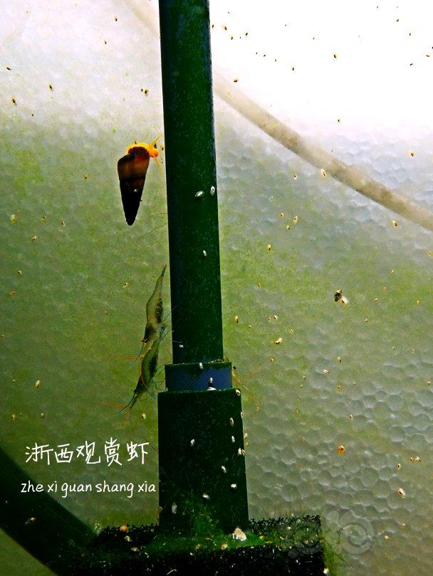 【出售】出自家繁殖的苏虾蓝足-图4
