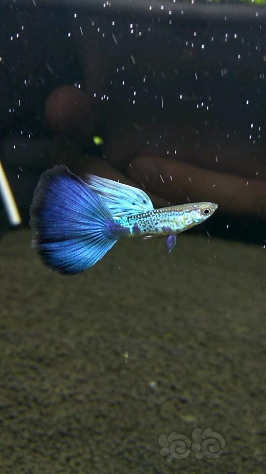 出售出珊瑚蓝尾蛇王蓝尾孔雀鱼