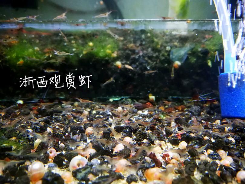 【出售】出自家繁殖的苏虾蓝足-图5